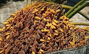 تصویر 1 از خرید و قیمت خرمای زاهدی جهرم + فروش عمده